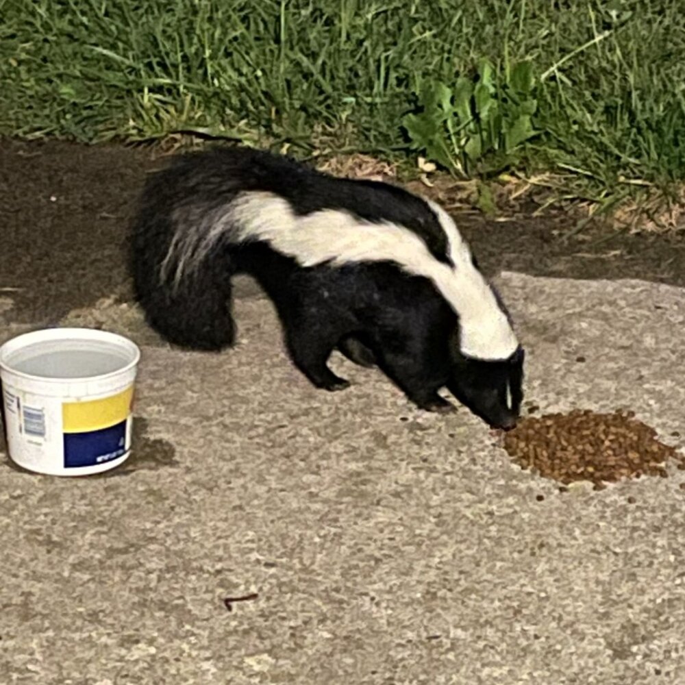 Stray work & Critter Pics! Just sharing XO. PLEASE Spay and Neuter your pets! - Picture 11 of 17